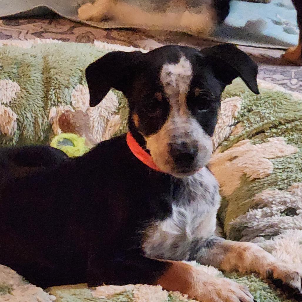 Enlarge Hillary Scott, a Adoptable Mixed Breed in Joliet, IL image 2/3