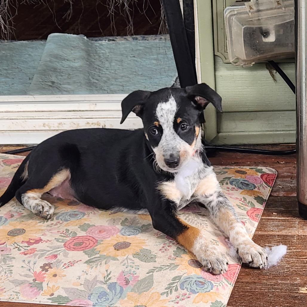 Enlarge Hillary Scott, a Adoptable Mixed Breed in Joliet, IL image 3/3