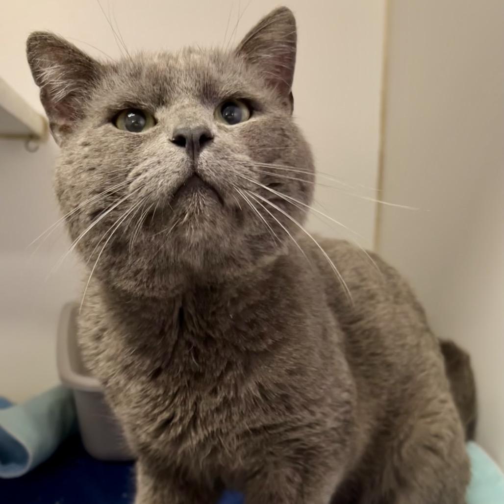 Fisher, Adoptable, Senior Male Domestic Short Hair.
