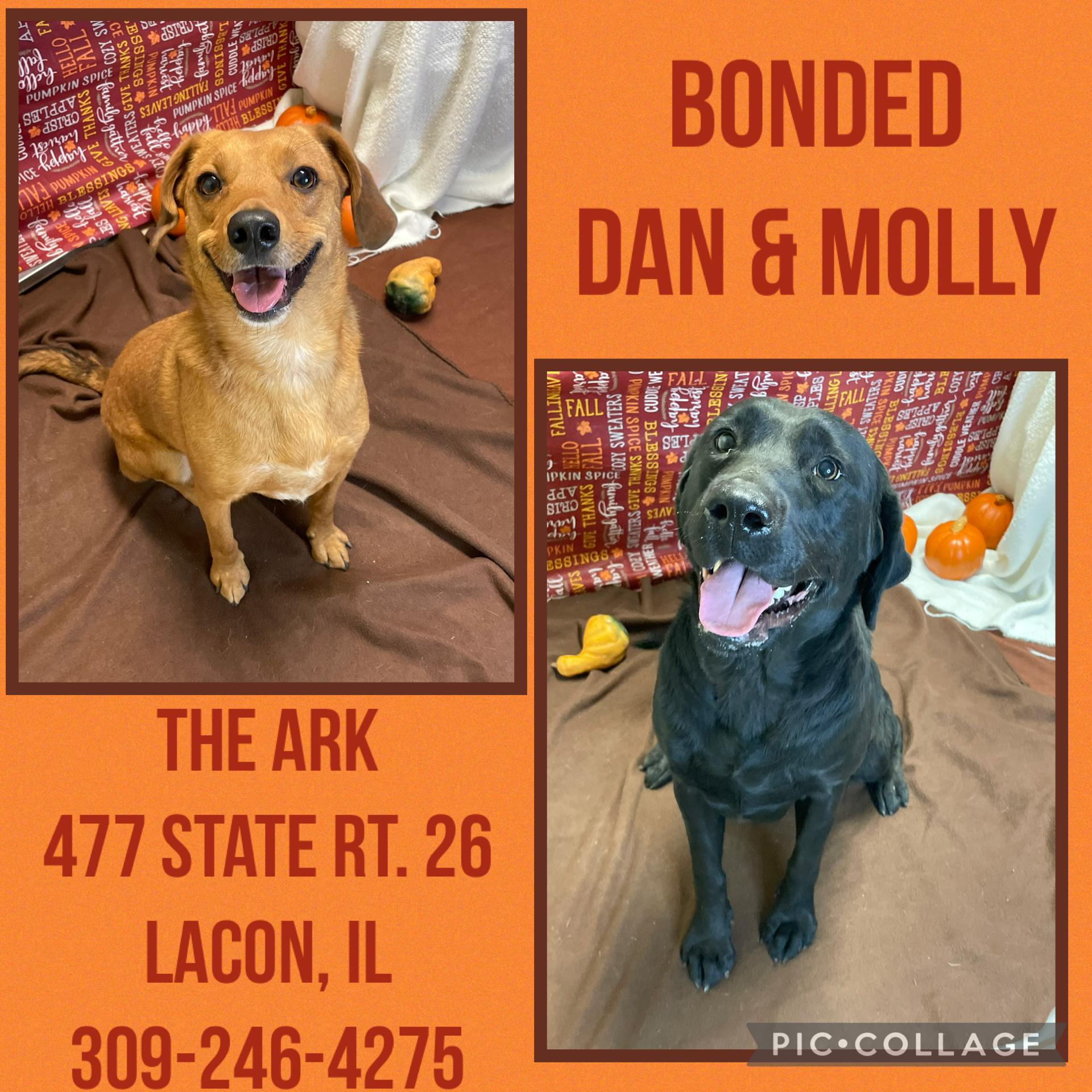 Bonded: Dan & Molly