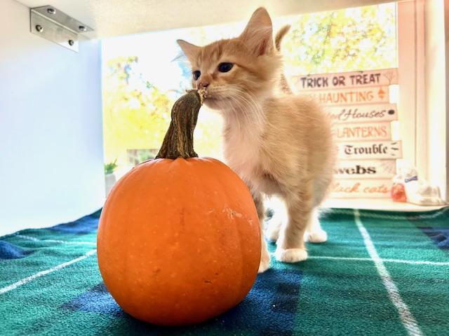 Enlarge Pumpkin *FIV exposed*, a Adopted Domestic Long Hair in Seymour, TN image 1/2