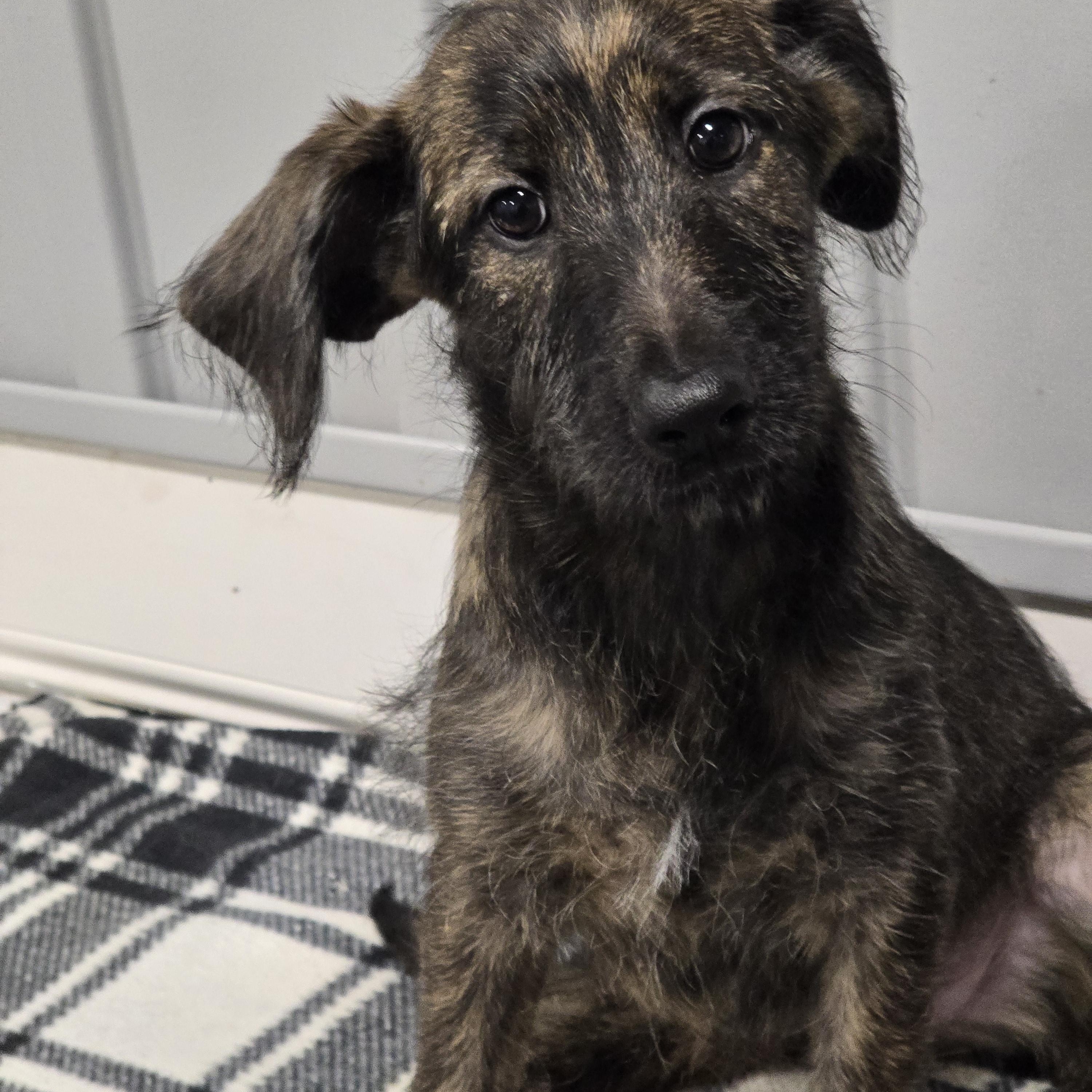 Laya, ADOPTABLE, Puppy Female Poodle & Belgian Shepherd / Laekenois.