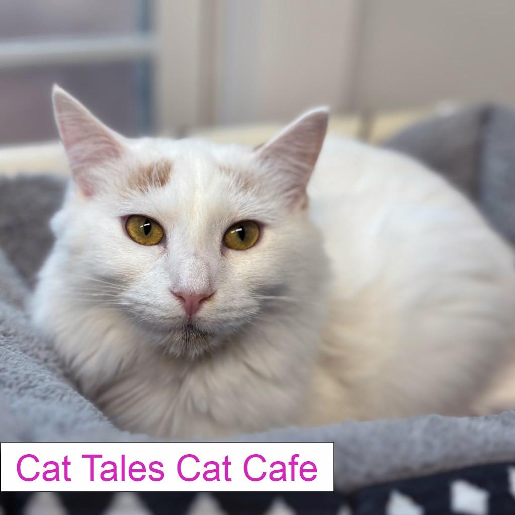 Pixel, Adoptable, Young Female Domestic Medium Hair.