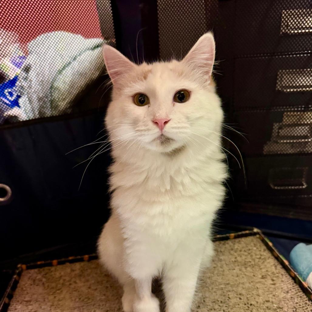 Enlarge Pixel, a Adoptable Domestic Medium Hair in Chapel Hill, NC image 2/6