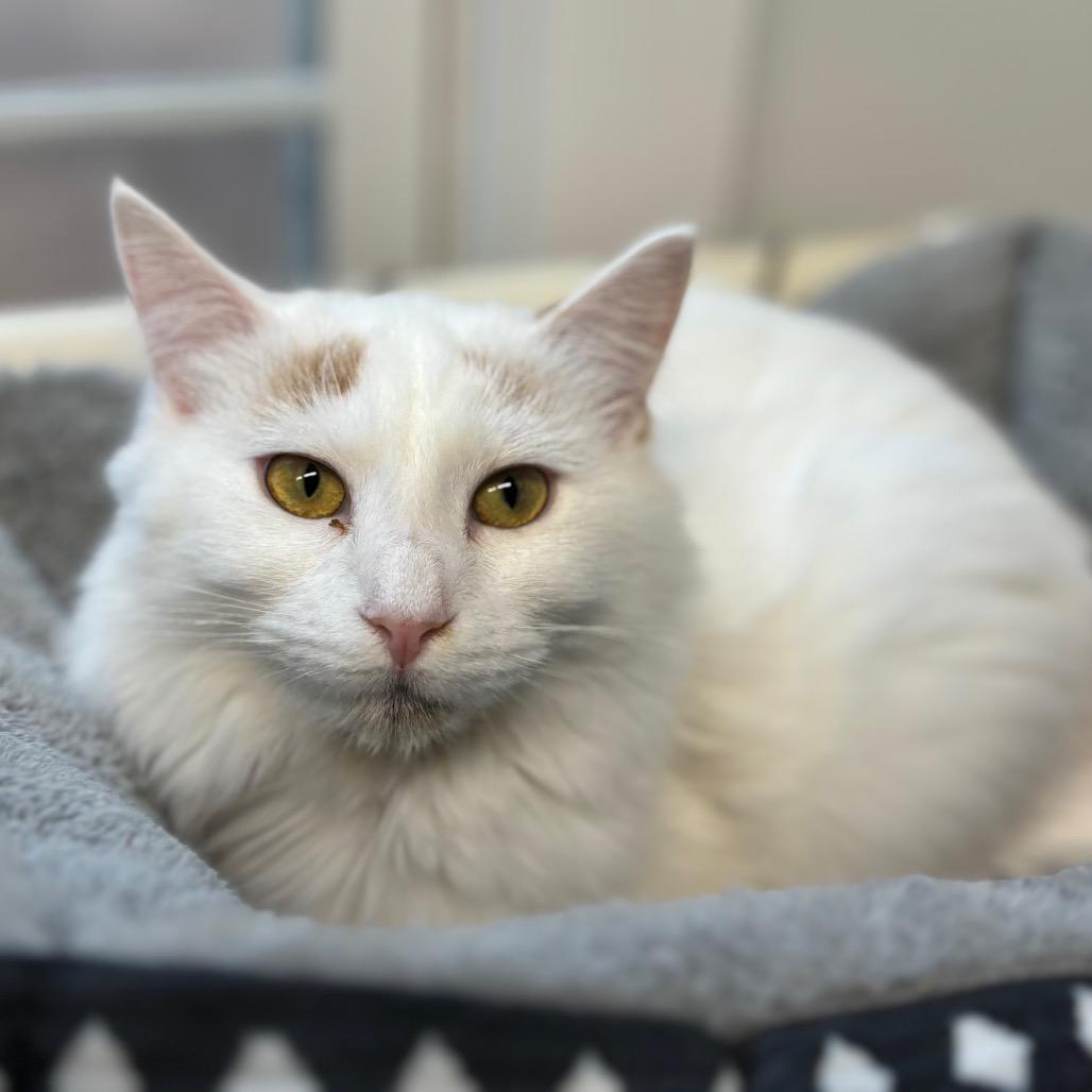 Enlarge Pixel, a Adoptable Domestic Medium Hair in Chapel Hill, NC image 3/6