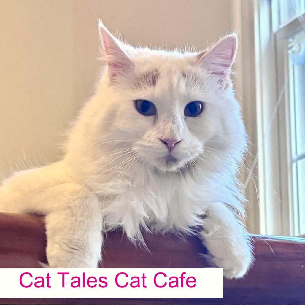 Enlarge Pixel, a Adoptable Domestic Medium Hair in Chapel Hill, NC image 4/6