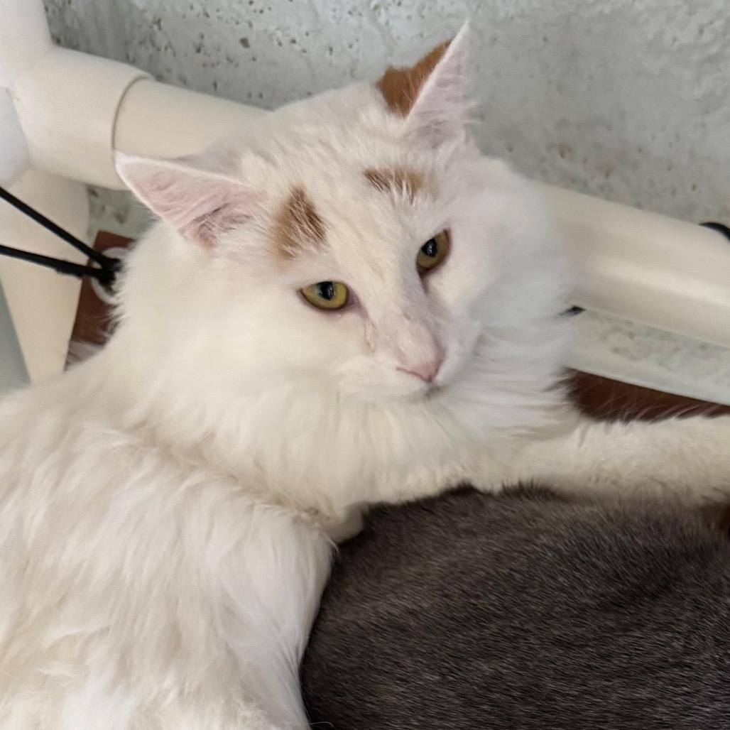 Enlarge Pixel, a Adoptable Domestic Medium Hair in Chapel Hill, NC image 5/6