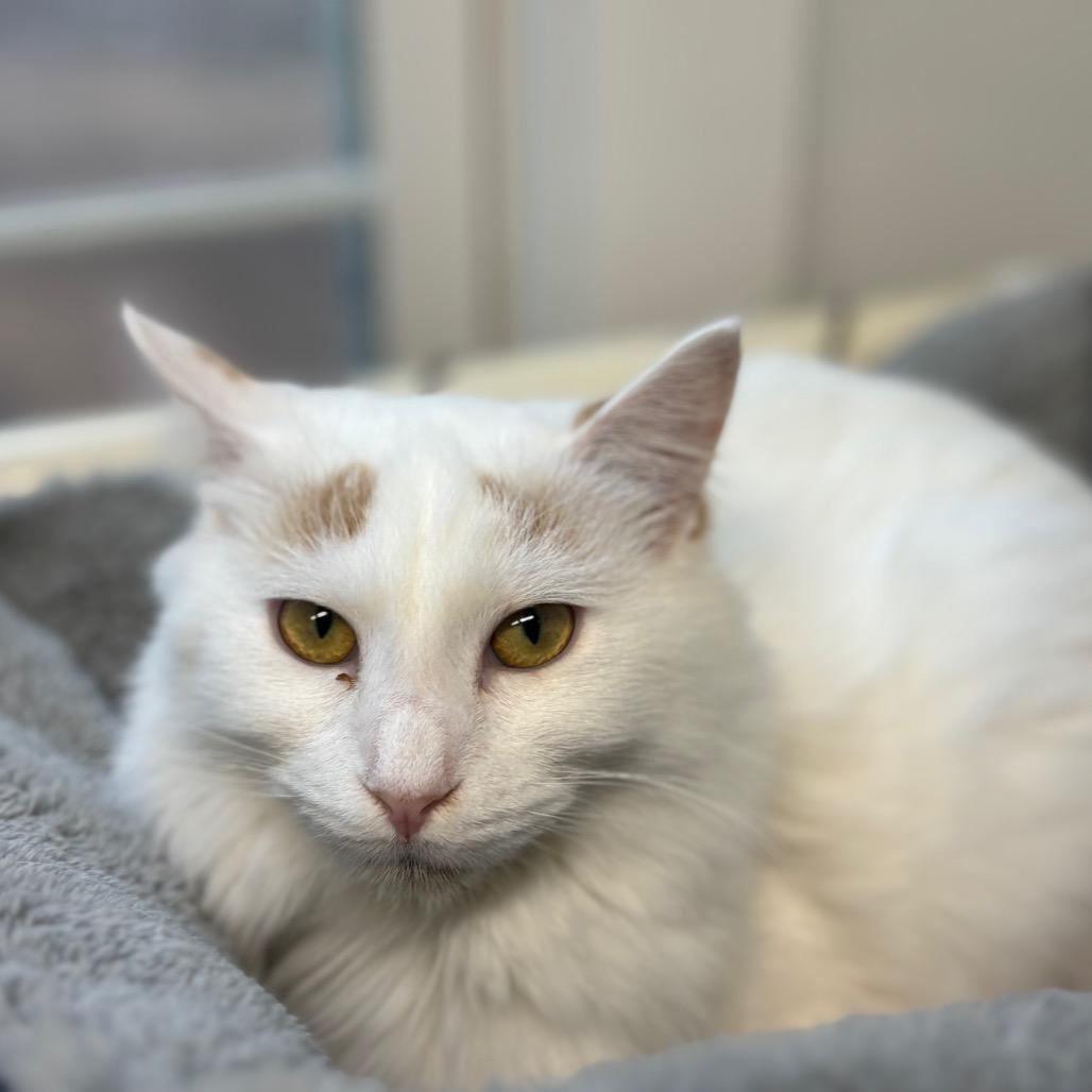 Enlarge Pixel, a Adoptable Domestic Medium Hair in Chapel Hill, NC image 6/6