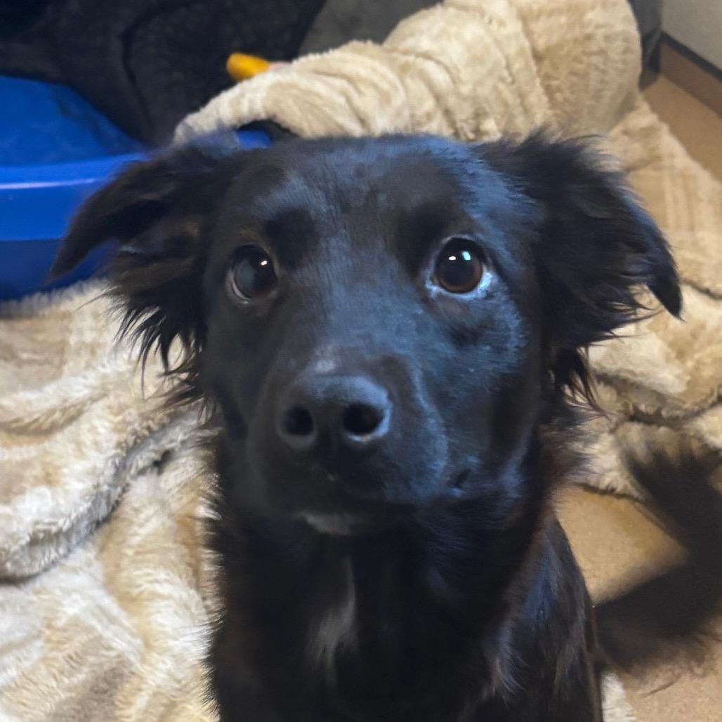 Enlarge Eve, a Adoptable mixed breed in St. Charles, MO image 1/2