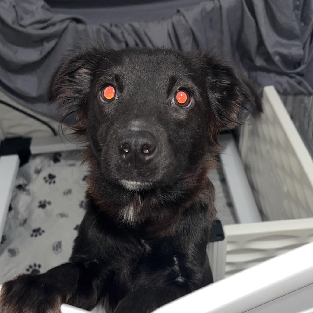 Enlarge Eve, a Adoptable mixed breed in St. Charles, MO image 2/2