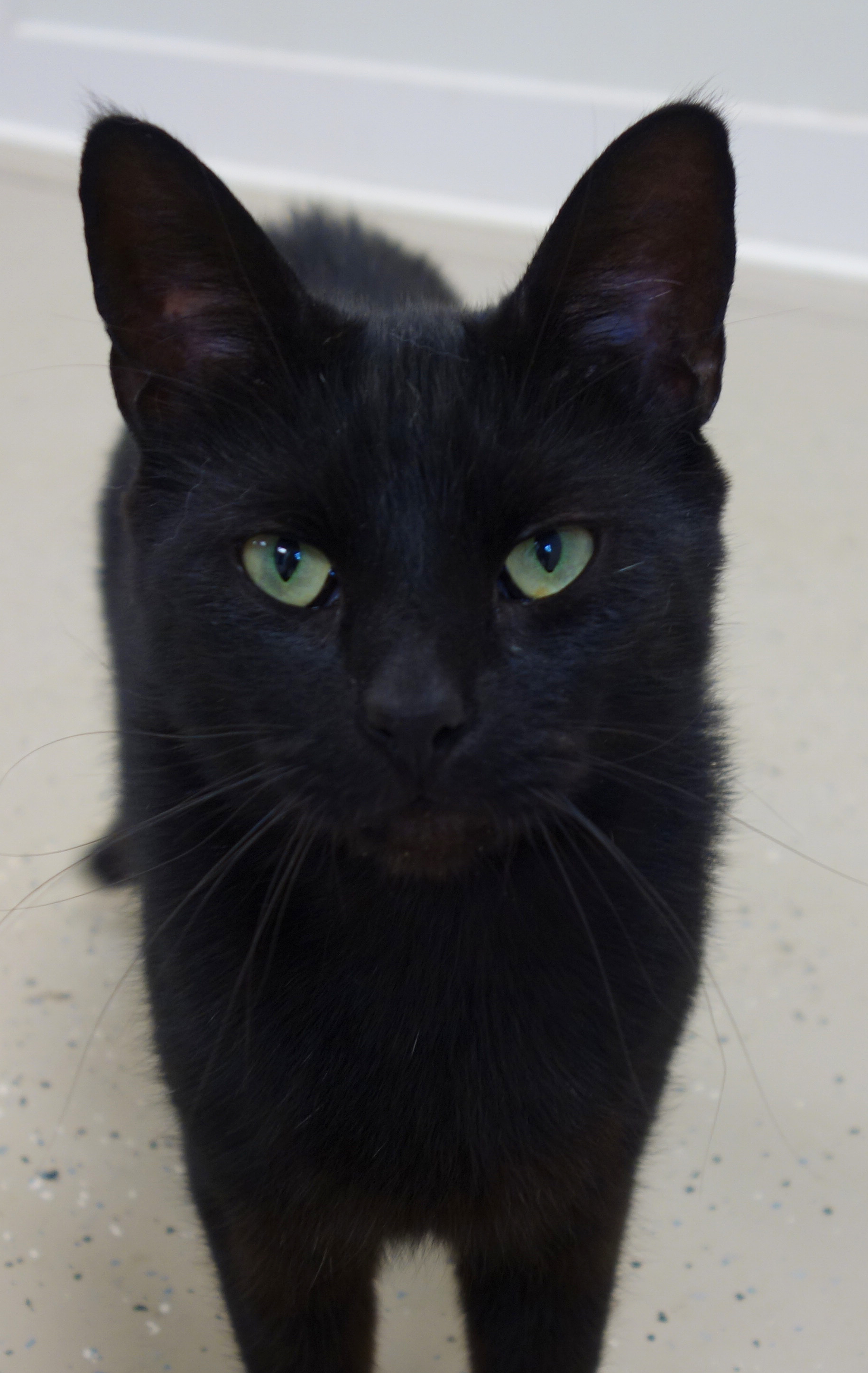 Indy, a Adoptable Domestic Short Hair in Gouldsboro, PA image 1/4