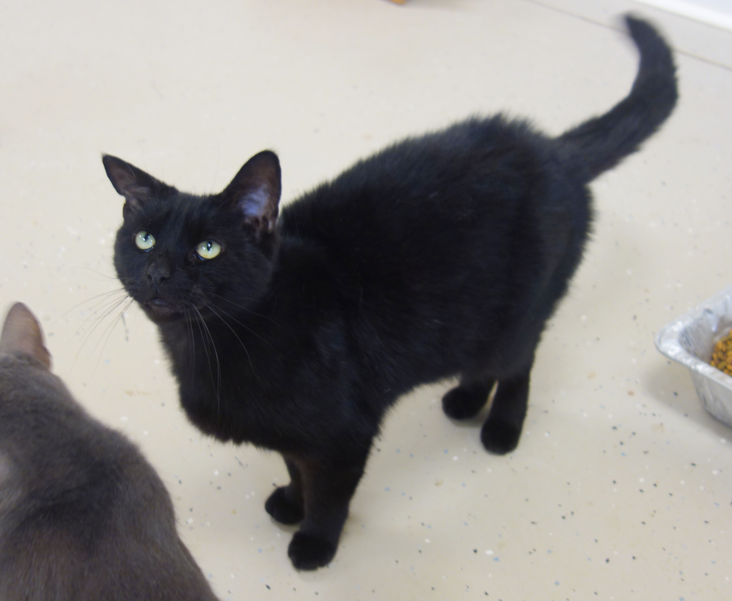 Indy, a Adoptable Domestic Short Hair in Gouldsboro, PA image 2/4