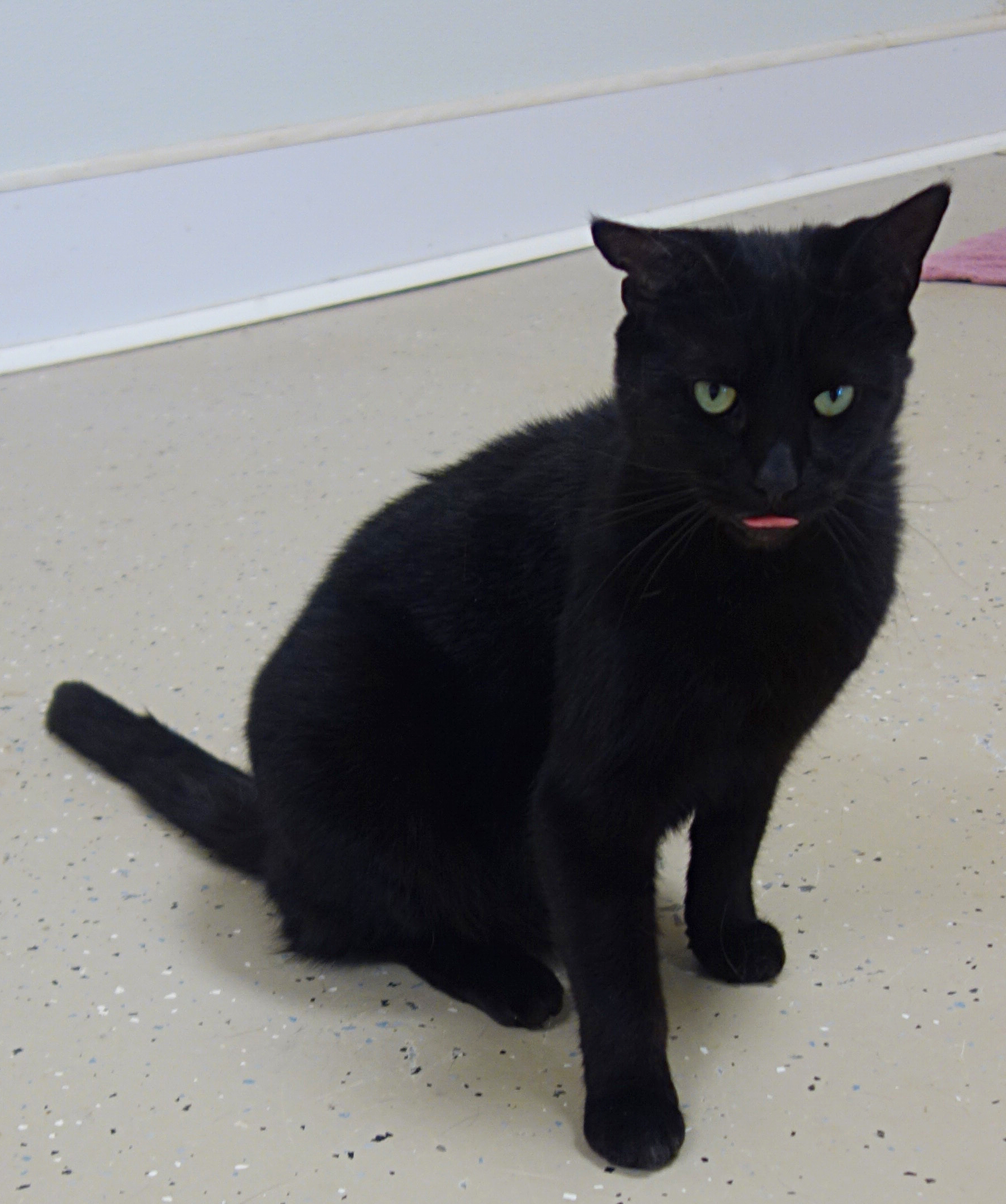 Indy, a Adoptable Domestic Short Hair in Gouldsboro, PA image 3/4