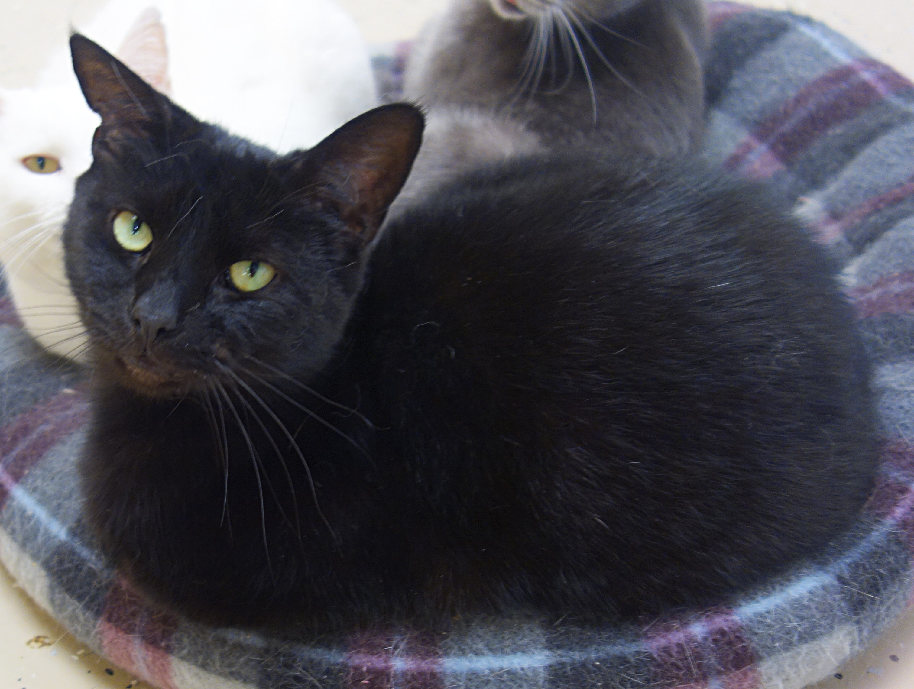 Indy, a Adoptable Domestic Short Hair in Gouldsboro, PA image 4/4