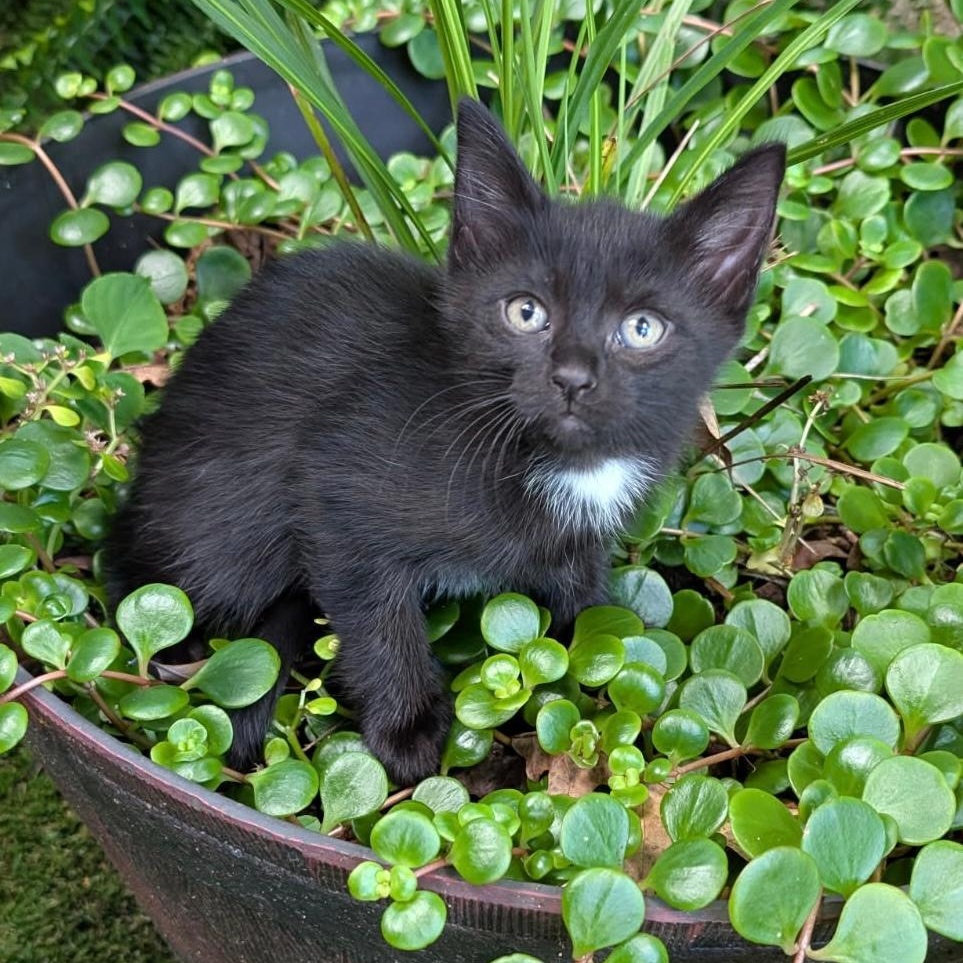 Shadow, Baby Male unknown