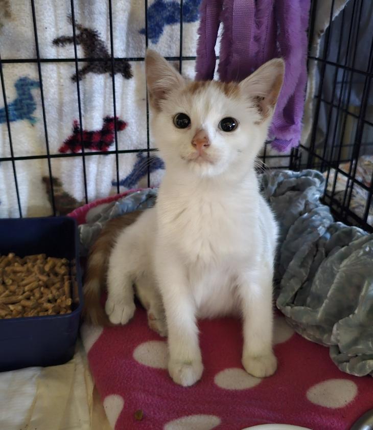 Seraphina, Adoptable, Kitten Female Domestic Short Hair.