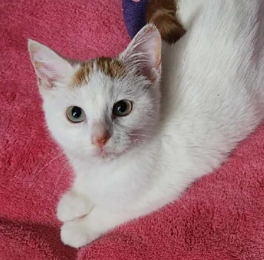 Seraphina, Adoptable, Kitten Female Domestic Short Hair.
