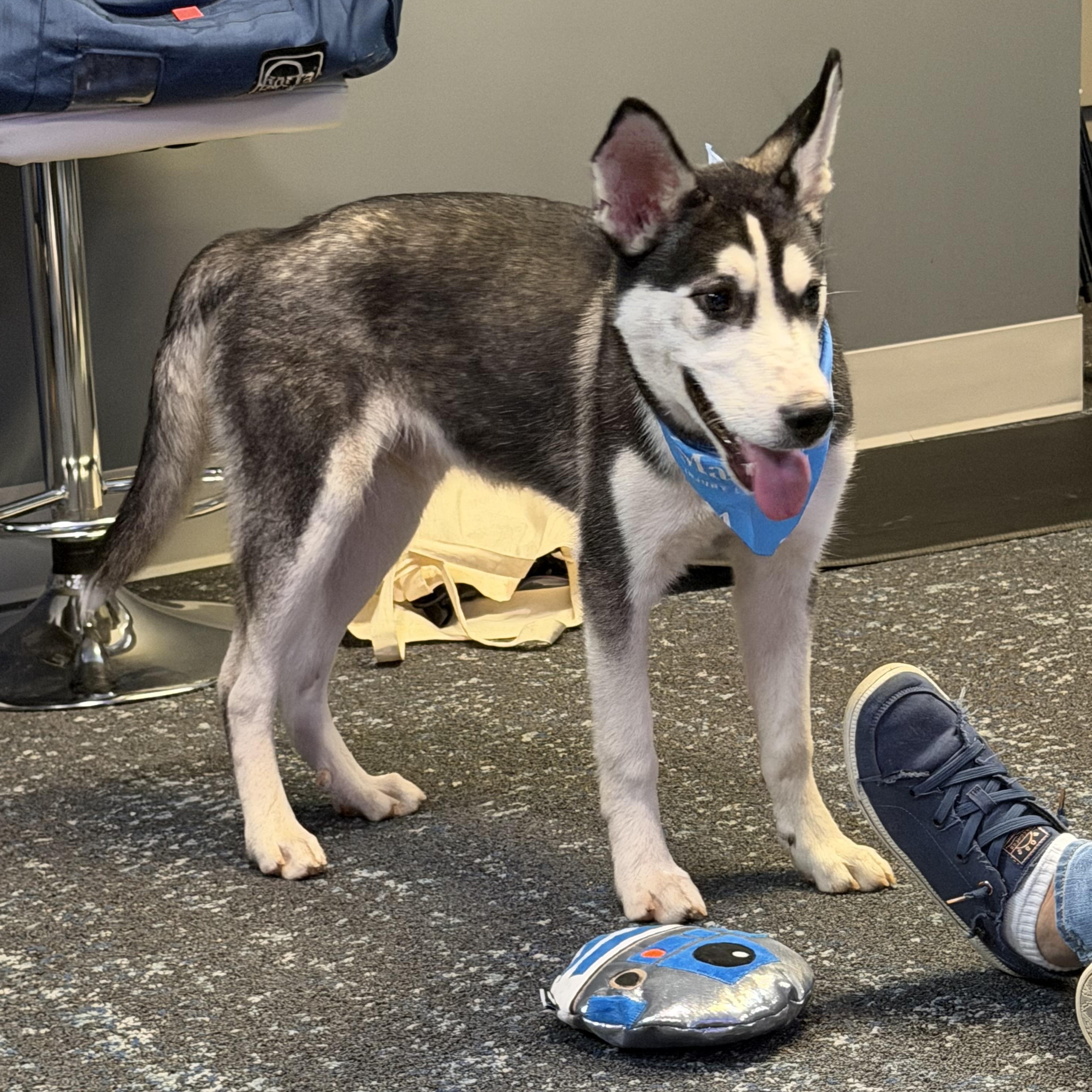 Enlarge Dr Pepper, a Adoptable Siberian Husky in Spring City, PA image 3/4