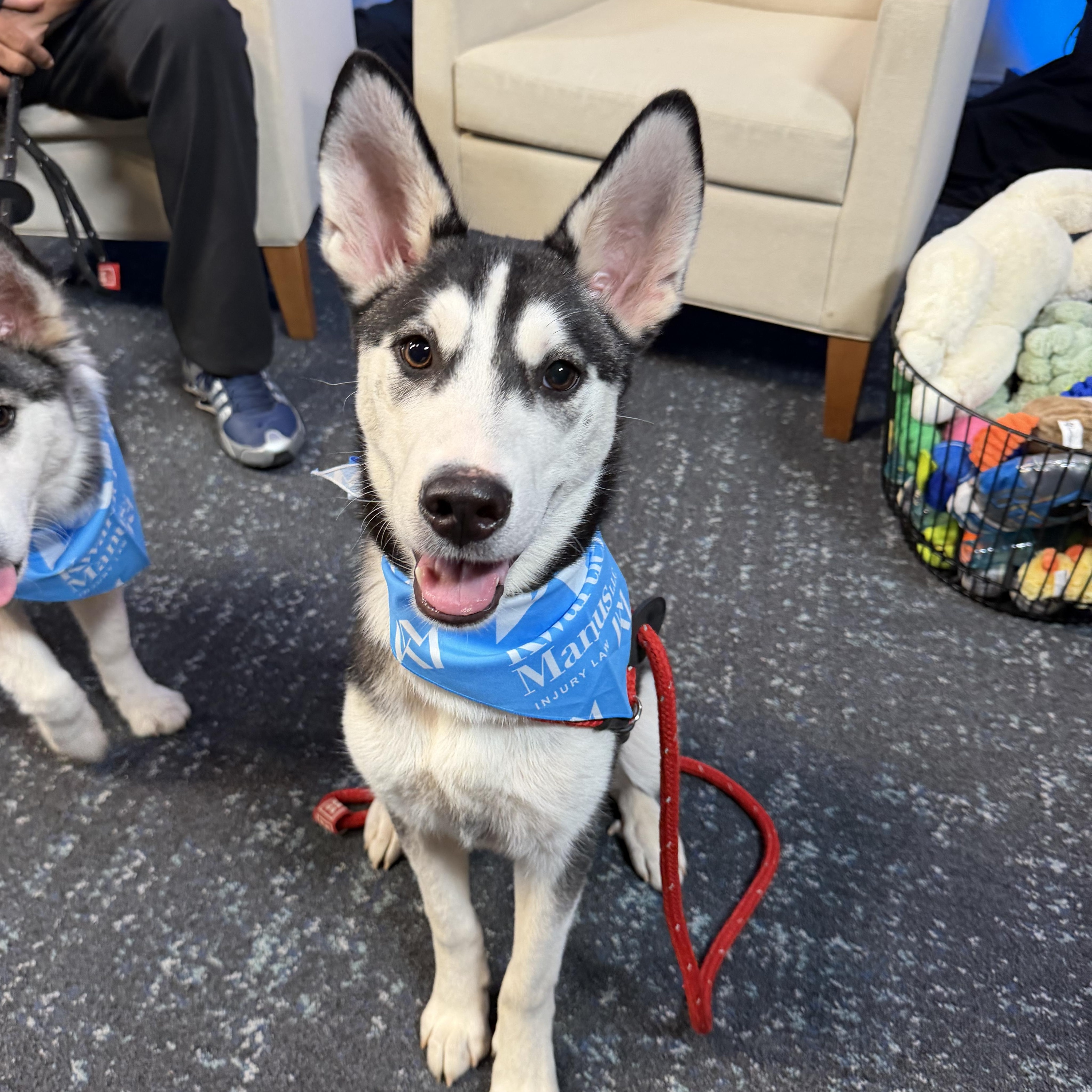 Dr Pepper, Adoptable, Puppy Male Siberian Husky.
