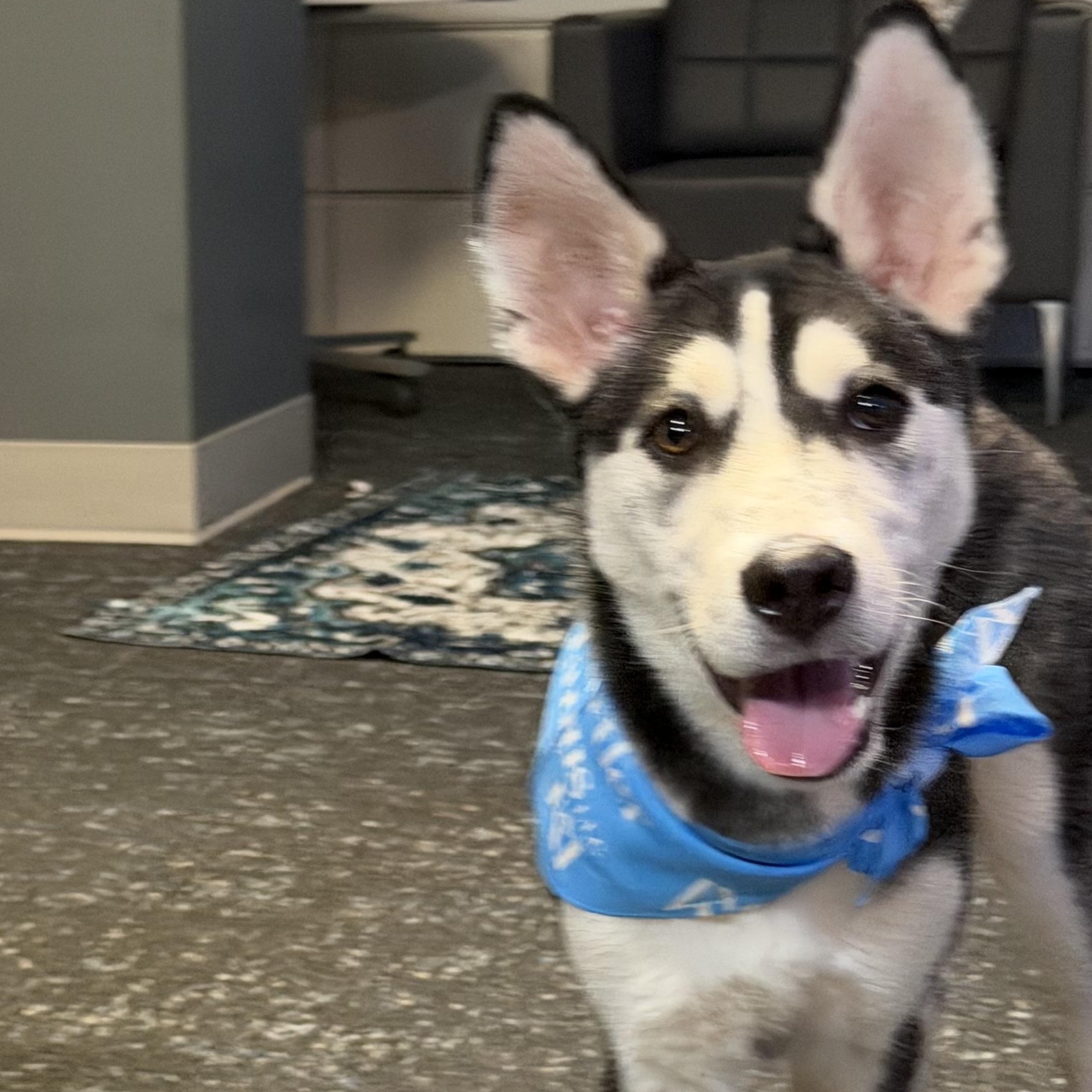 Enlarge Dr Pepper, a Adoptable Siberian Husky in Spring City, PA image 4/4