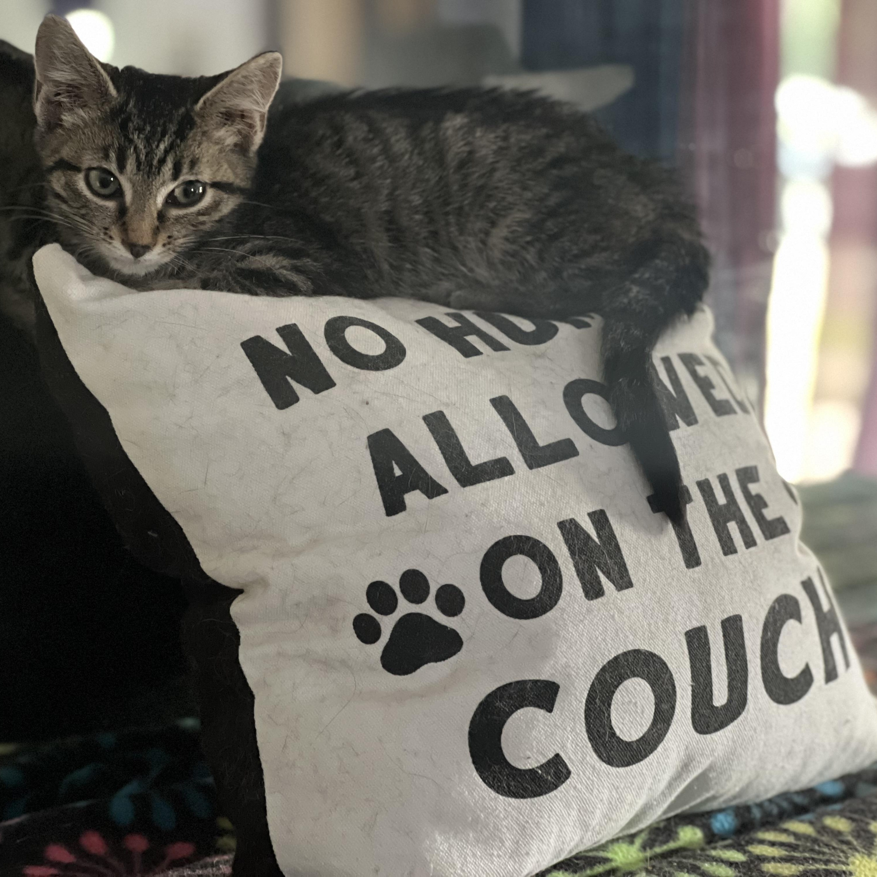 Enlarge Toni, a ADOPTABLE Domestic Short Hair in Royal Oak, MI image 3/4