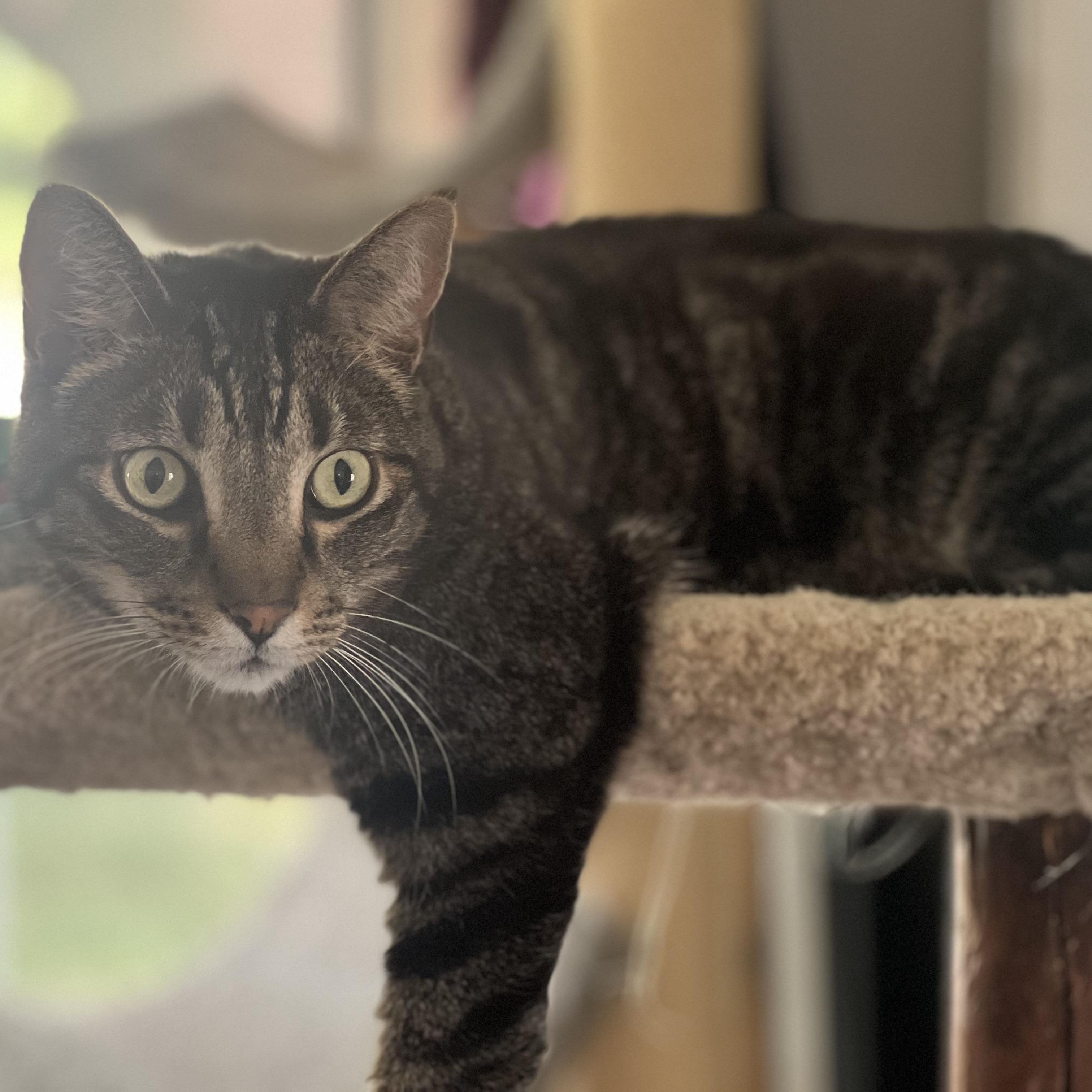 Enlarge Toni, a ADOPTABLE Domestic Short Hair in Royal Oak, MI image 1/4