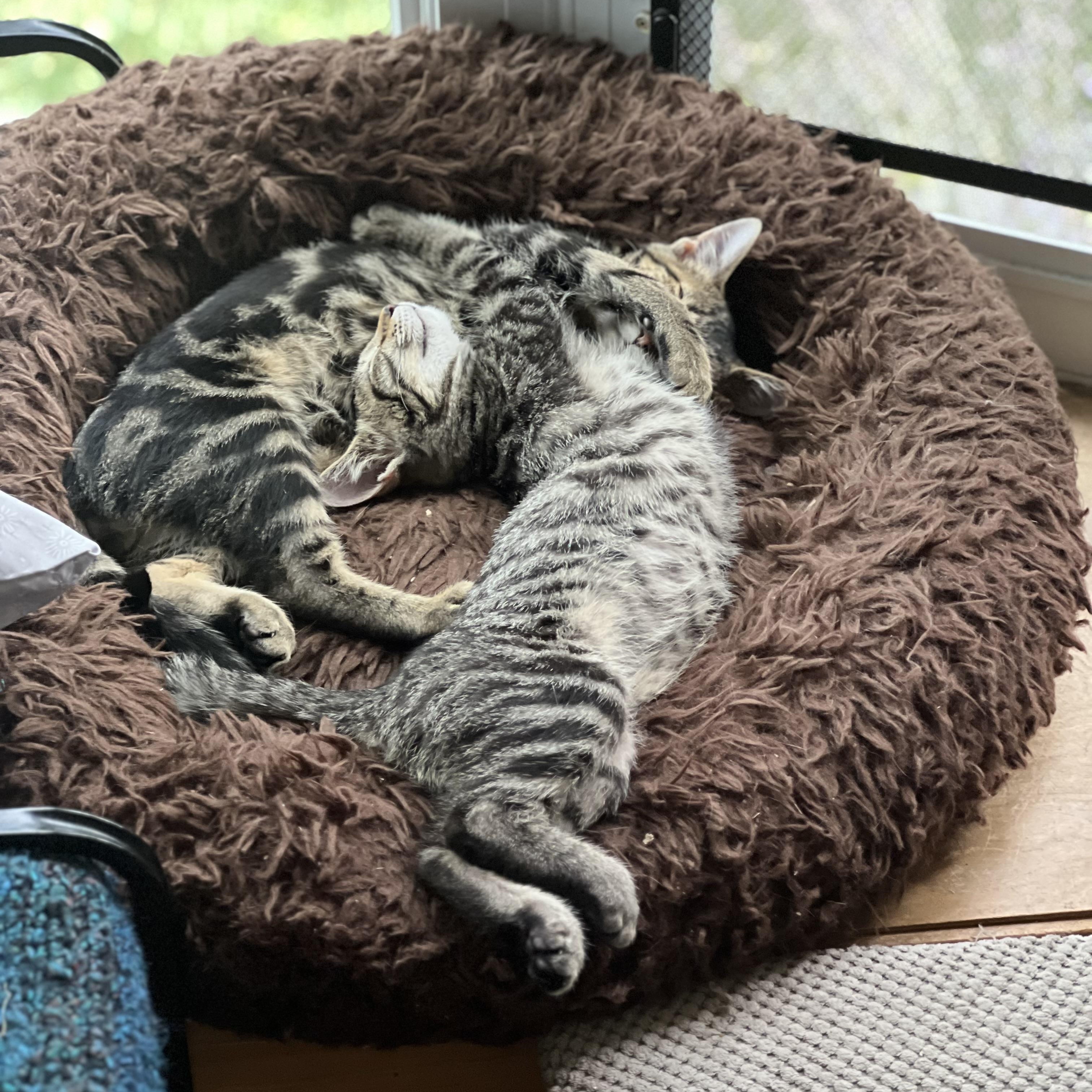 Enlarge Toni, a ADOPTABLE Domestic Short Hair in Royal Oak, MI image 4/4