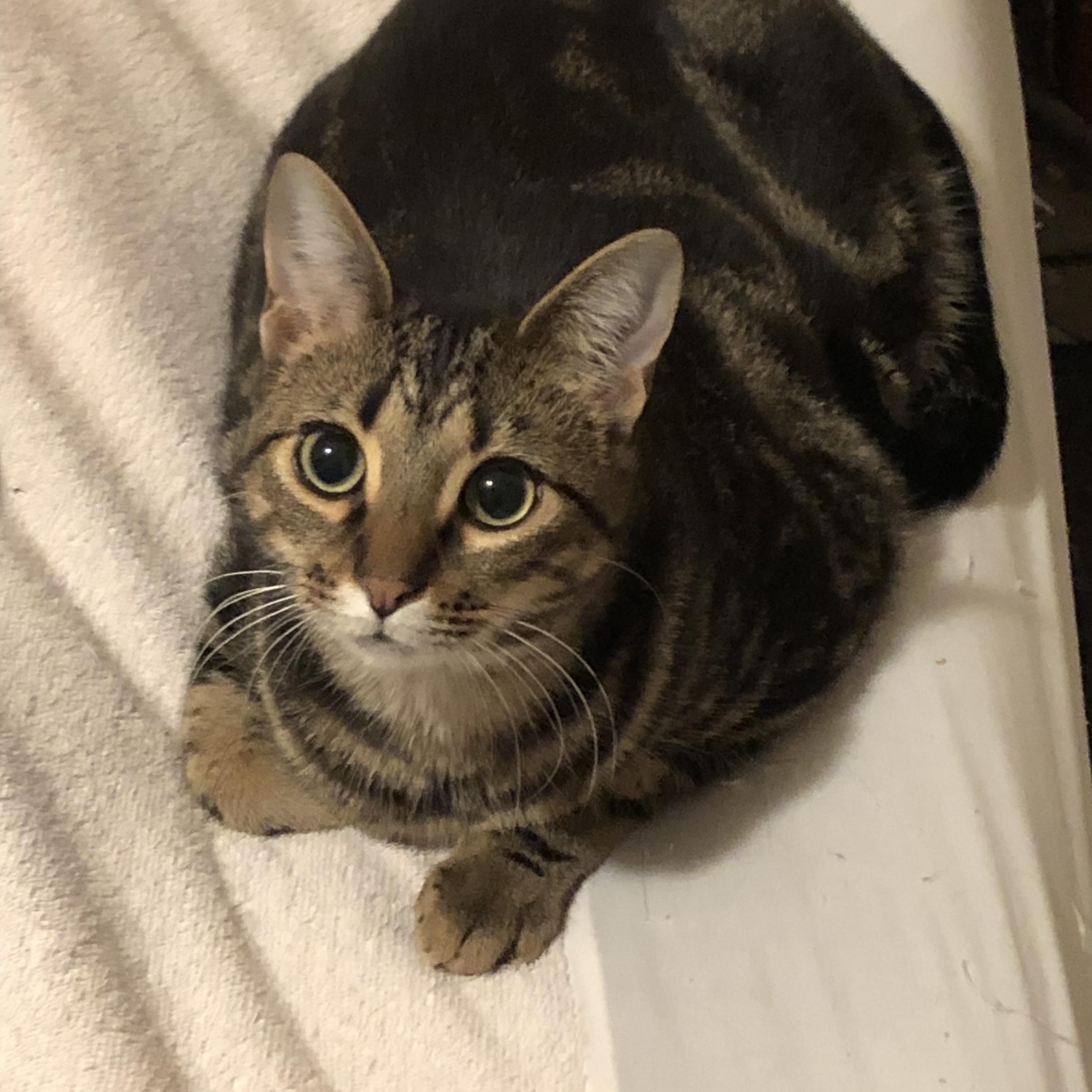 Enlarge Toni, a ADOPTABLE Domestic Short Hair in Royal Oak, MI image 2/4