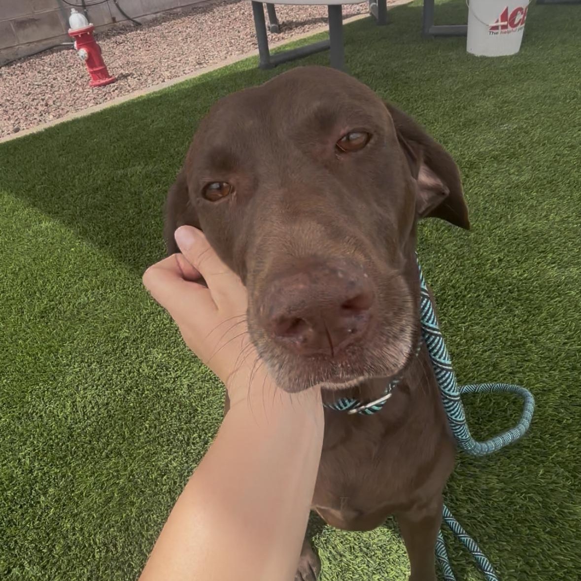 Enlarge Cocoa, a Adoptable mixed breed in Washington, UT image 3/3