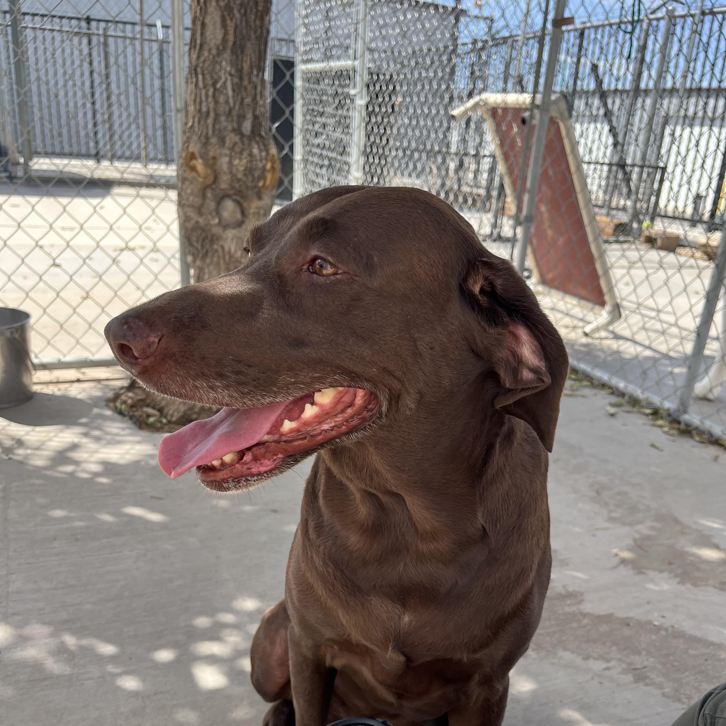 Enlarge Cocoa, a Adoptable mixed breed in Washington, UT image 1/3