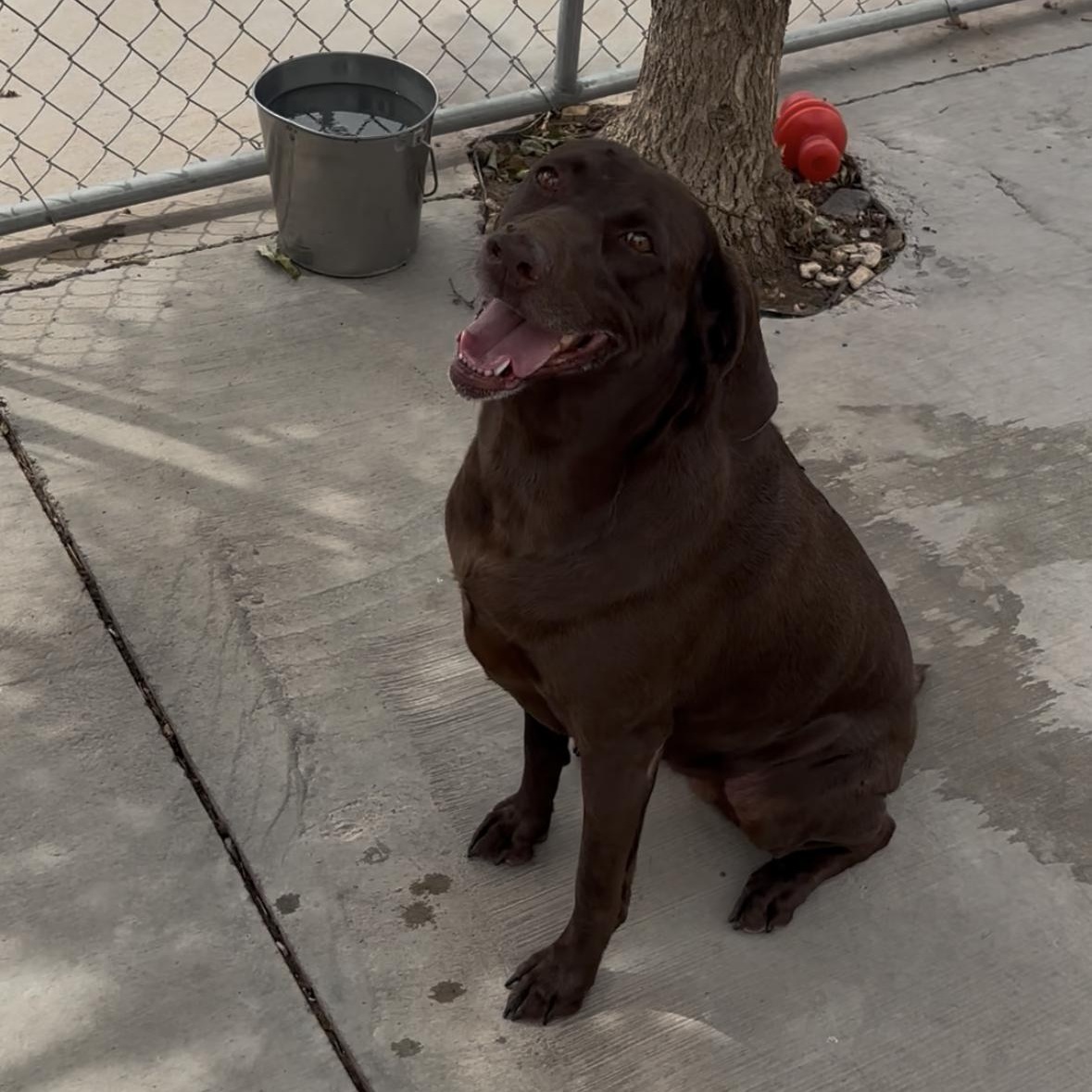 Cocoa, Adoptable, Adult Female German Shorthaired Pointer & Chocolate Labrador Retriever.