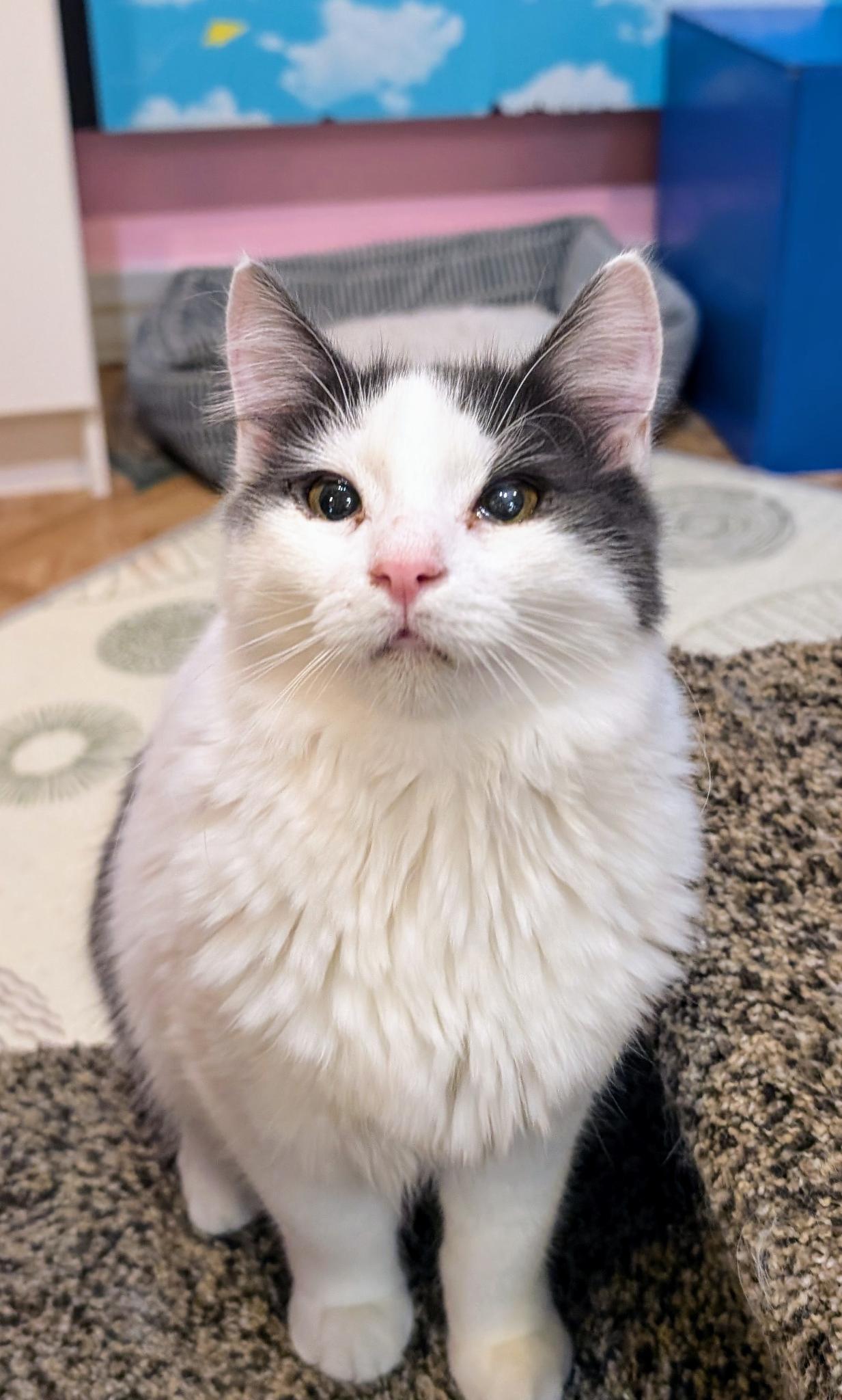 Enlarge Scout, a Adoptable Domestic Medium Hair in Petaluma, CA image 1/3