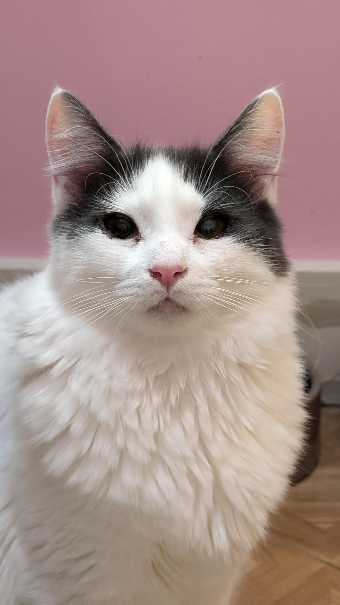 Enlarge Scout, a Adoptable Domestic Medium Hair in Petaluma, CA image 2/3