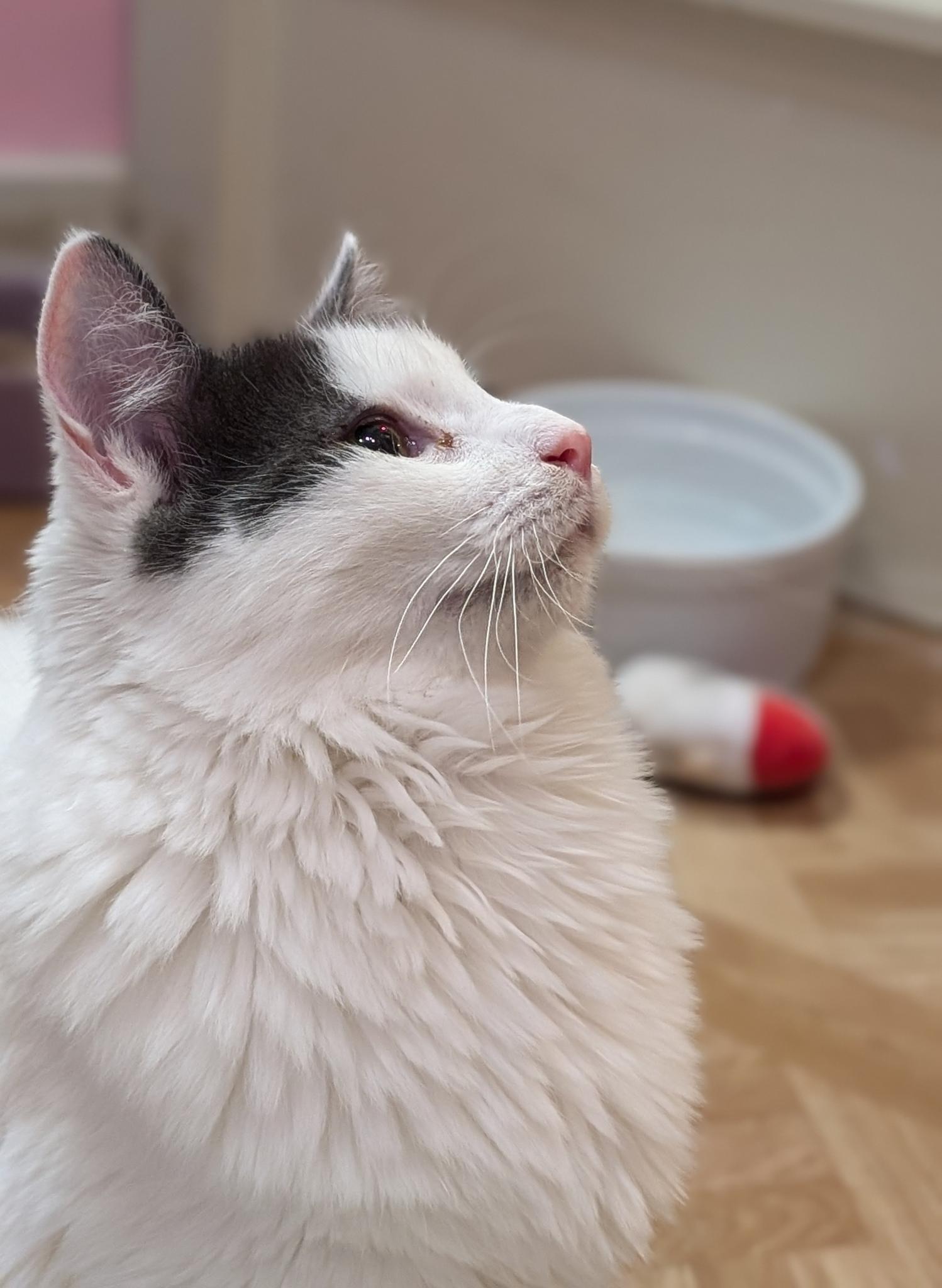 Enlarge Scout, a Adoptable Domestic Medium Hair in Petaluma, CA image 3/3