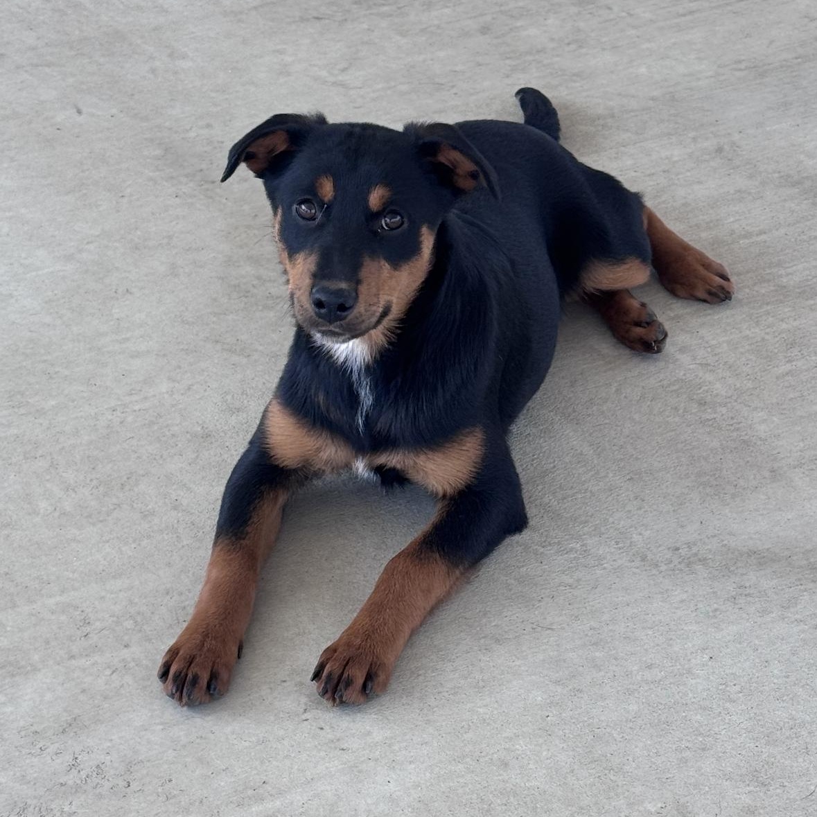 Emma, Adoptable, Puppy Female Rottweiler & Labrador Retriever.
