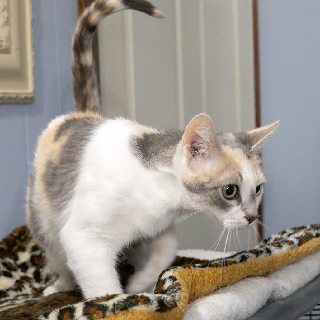 Betsy Ross, Adoptable, Adult Female Domestic Short Hair.