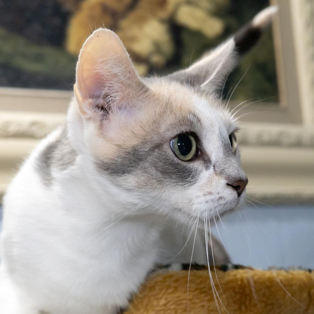 Enlarge Betsy Ross, a Adoptable Domestic Short Hair in McKean, PA image 2/6