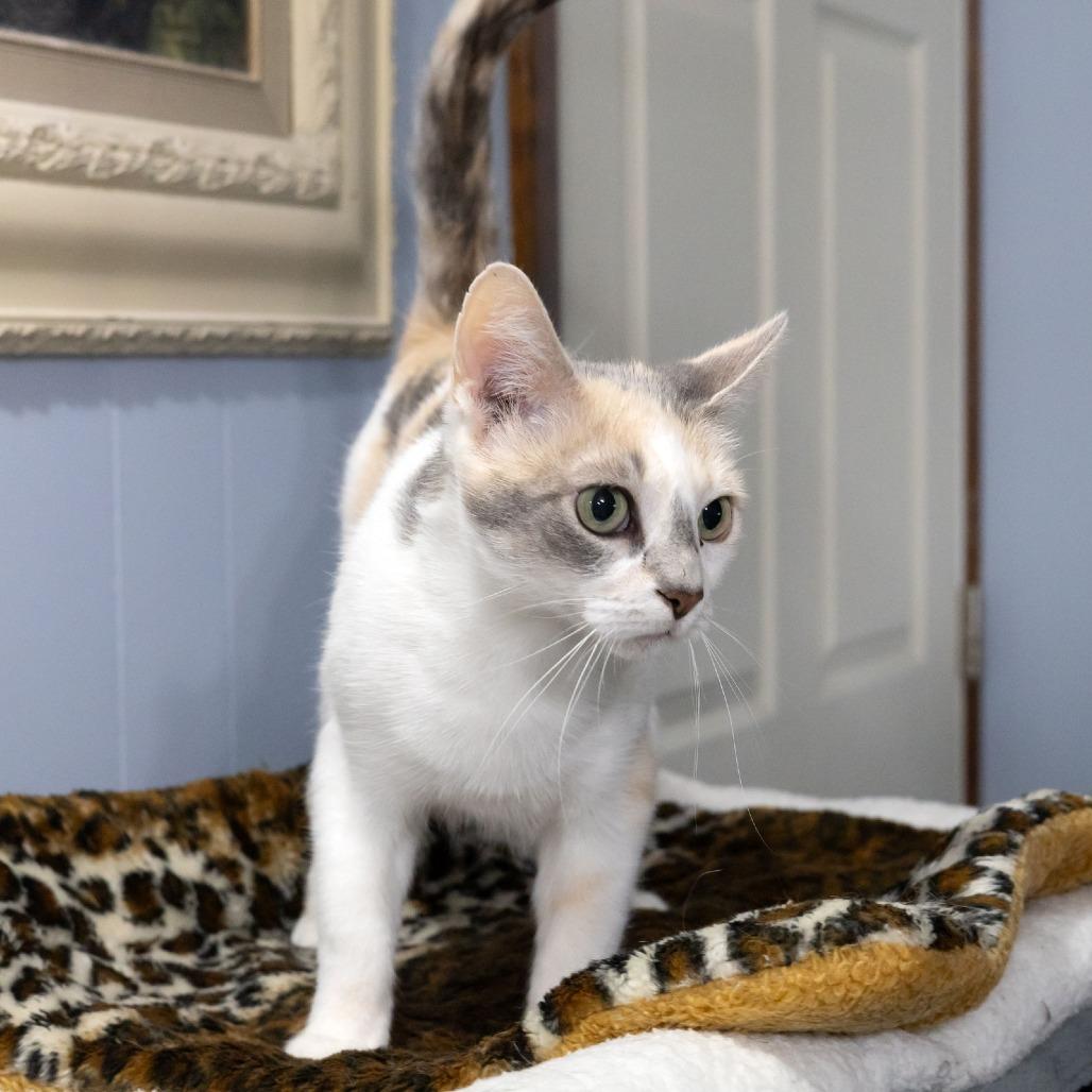 Enlarge Betsy Ross, a Adoptable Domestic Short Hair in McKean, PA image 3/6