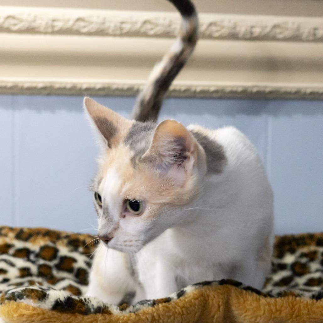 Enlarge Betsy Ross, a Adoptable Domestic Short Hair in McKean, PA image 4/6