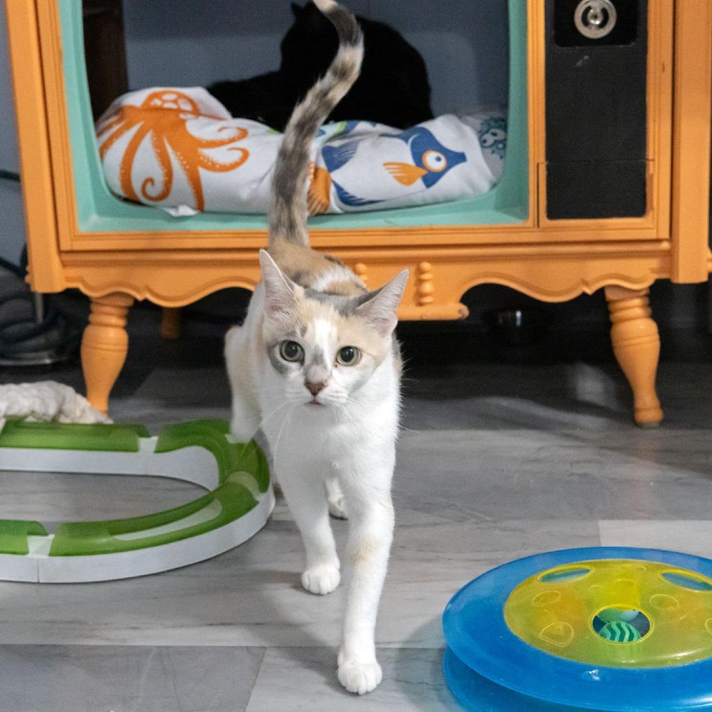 Enlarge Betsy Ross, a Adoptable Domestic Short Hair in McKean, PA image 5/6