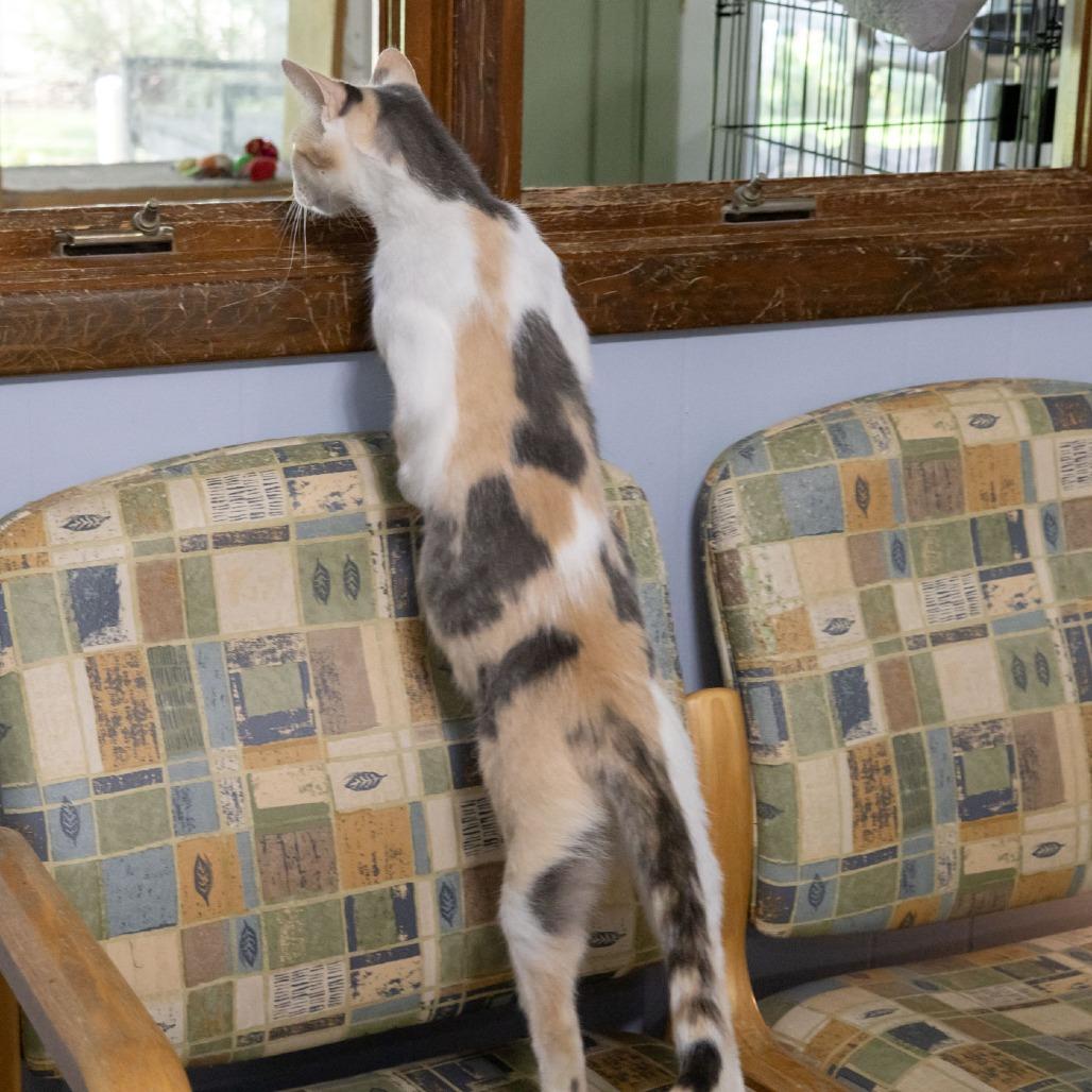 Enlarge Betsy Ross, a Adoptable Domestic Short Hair in McKean, PA image 6/6