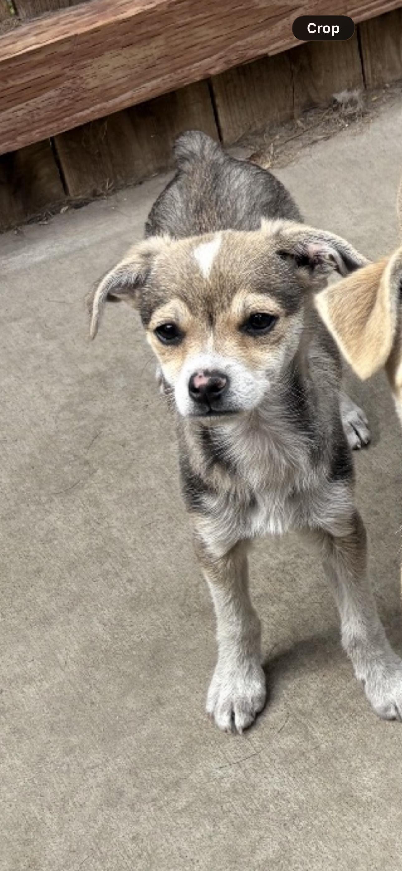 Enlarge Dash, a ADOPTABLE mixed breed in Rialto, CA image 2/4