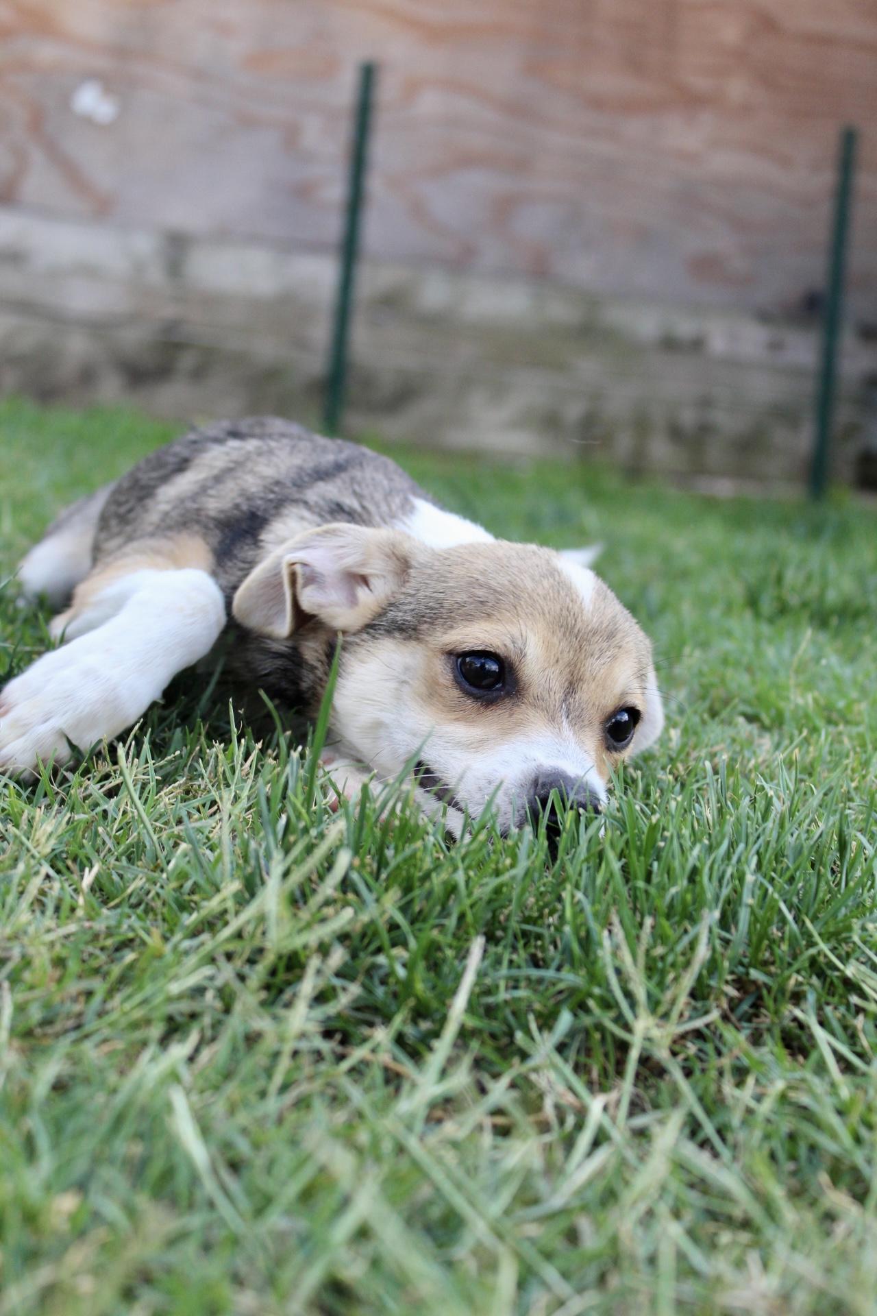 Enlarge Dash, a ADOPTABLE mixed breed in Rialto, CA image 3/4