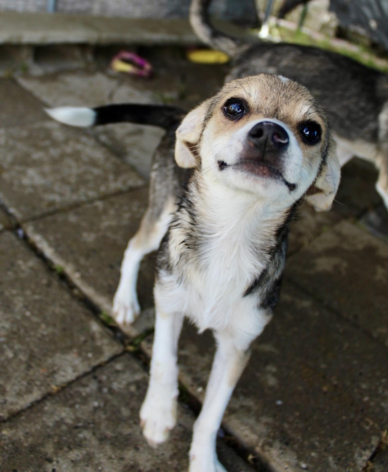 Enlarge Dash, a ADOPTABLE mixed breed in Rialto, CA image 4/4