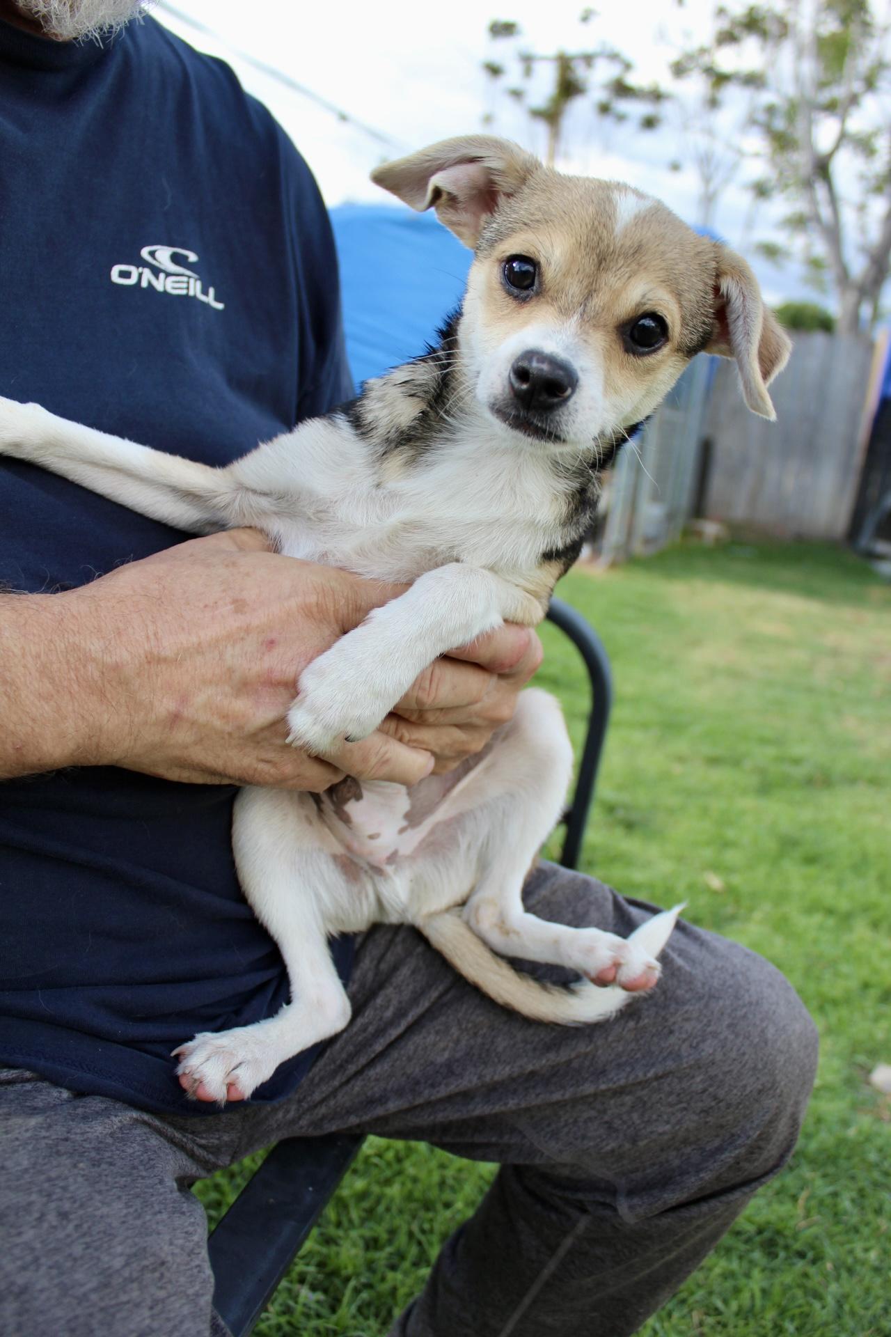 Enlarge Dash, a ADOPTABLE mixed breed in Rialto, CA image 1/4