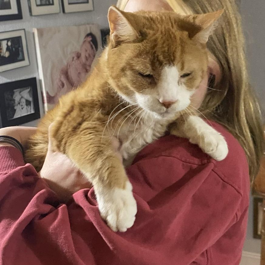 Enlarge Boots, a Adoptable Domestic Short Hair in York, PA image 1/5