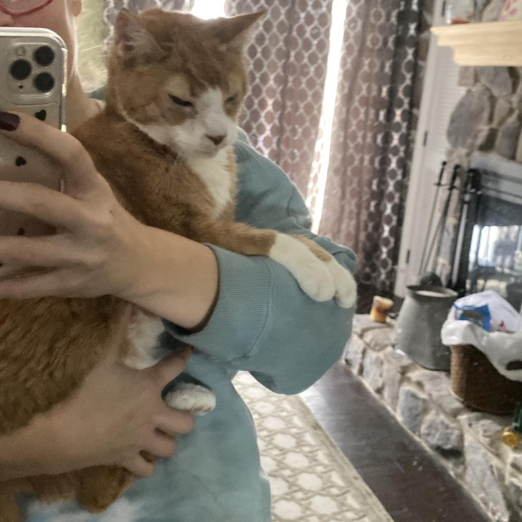 Enlarge Boots, a Adoptable Domestic Short Hair in York, PA image 1/5