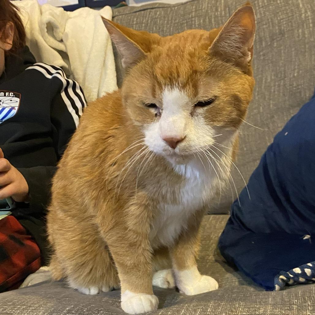 Enlarge Boots, a Adoptable Domestic Short Hair in York, PA image 2/5