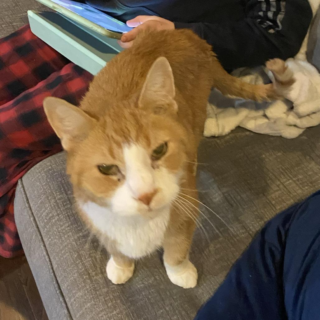 Enlarge Boots, a Adoptable Domestic Short Hair in York, PA image 3/5