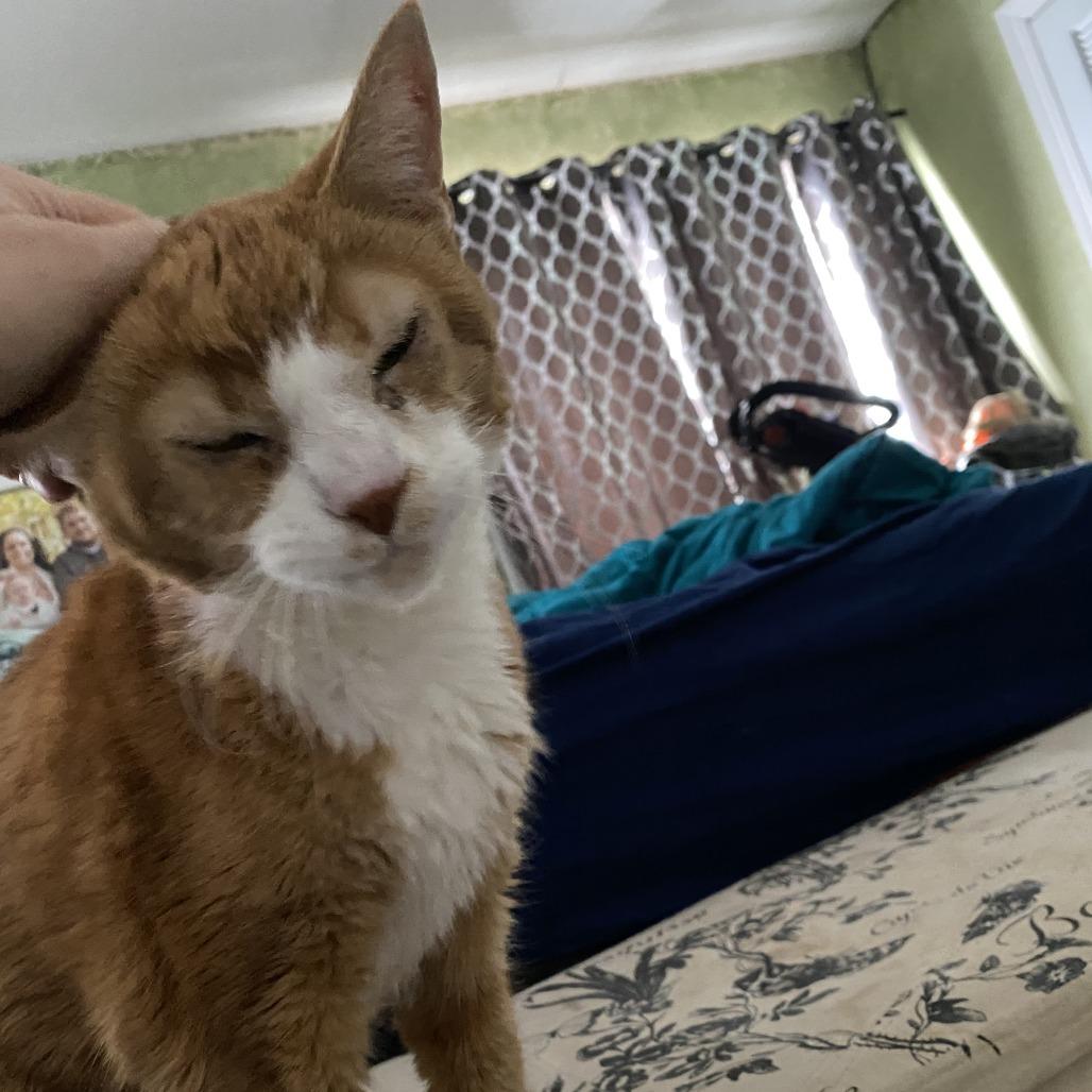 Enlarge Boots, a Adoptable Domestic Short Hair in York, PA image 4/5